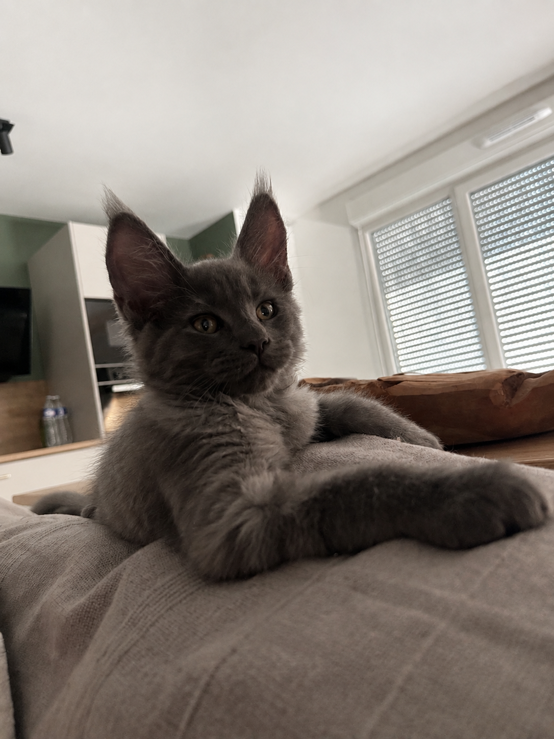 Baloo - Collier bleu (M)